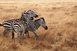 Zebra on the grassland picture desktop wallpaper