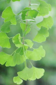 Green leaves small fresh mobile wallpaper
