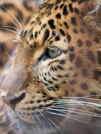 Domineering wild leopard pictures