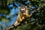 Squirrel monkey pictures