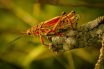 Brown grasshopper picture desktop wallpaper
