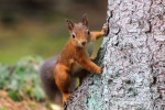 Cute little squirrel pictures