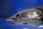 Chinese sturgeon HD pictures