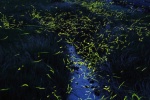 Xishuangbanna firefly night scene pictures