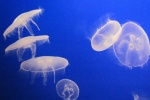 Transparent jellyfish picture desktop wallpaper