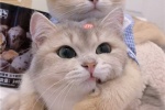 The latest version of cat couple avatar pictures
