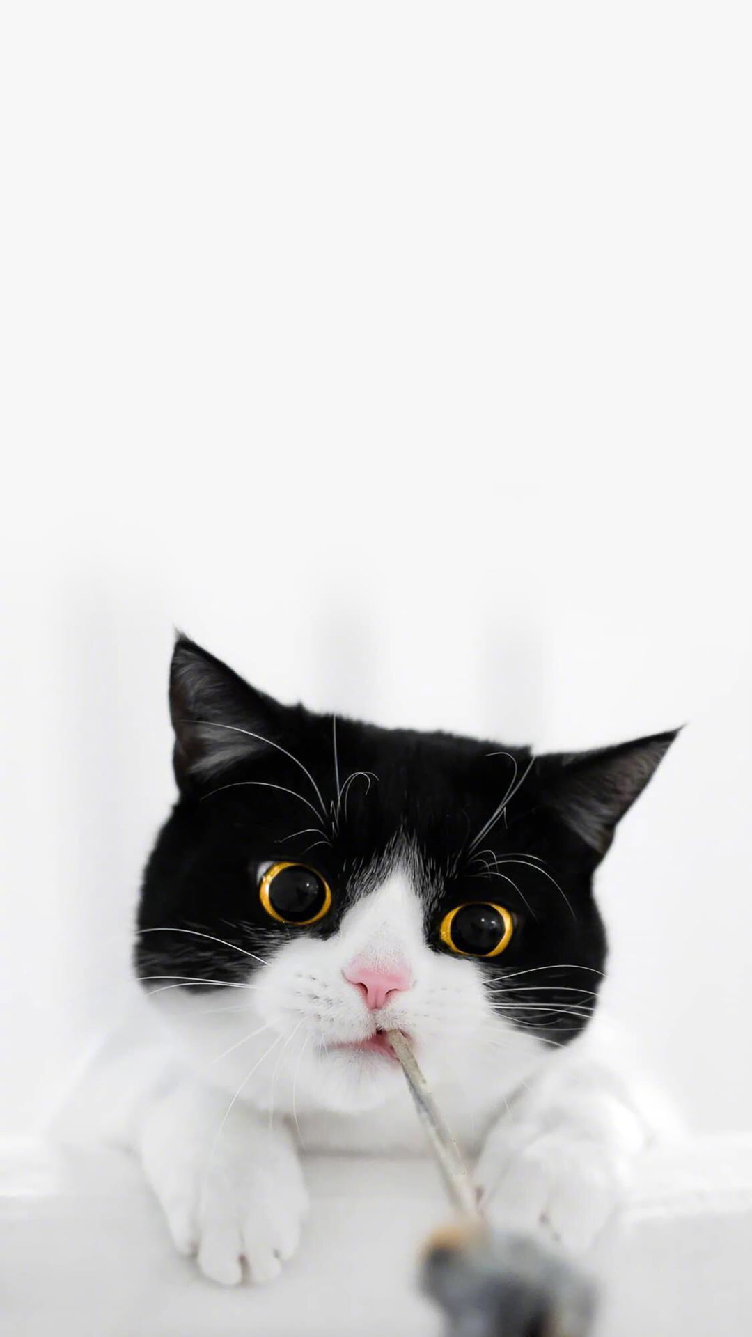 可爱宠物猫咪手机壁纸