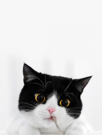 可爱宠物猫咪手机壁纸