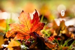 Beautiful desktop wallpaper with charming scenery during the autumnal equinox