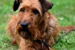 Irish Terrier Pictures