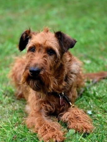Irish Terrier Pictures