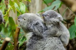Cute koala pictures