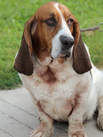 Basset dog pictures