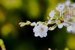 April 2021 cherry blossom pictures desktop calendar wallpaper