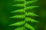 Green small fresh eye protection mobile wallpaper