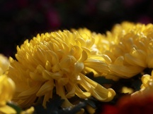 秋天的菊花（二）