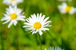 Beautiful HD Daisy Pictures Desktop Wallpaper