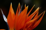 HD Strelitzia reginae pictures