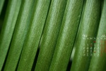 2021年7月护眼绿叶桌面日历壁纸