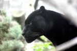 Ferocious black panther pictures