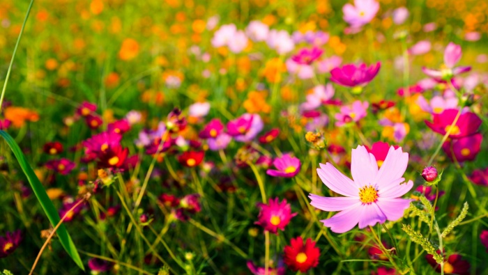 高清大波斯菊图片桌面壁纸