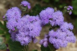 Flowering Patchouli Thistle Pictures Desktop Wallpaper