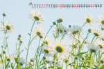 2021年6月清新淡雅雏菊桌面日历壁纸