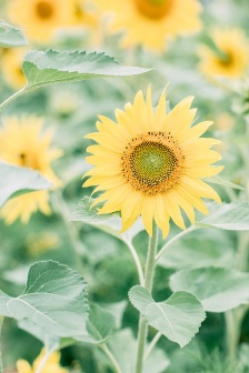 Vibrant green fresh mobile wallpaper