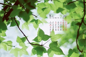 Eye-protecting grass green leaves calendar wallpaper for January 2022