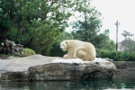 polar bear pictures