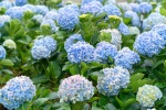 Blooming blue hydrangeas pictures desktop wallpaper