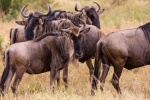 Wildebeest pictures in African grassland