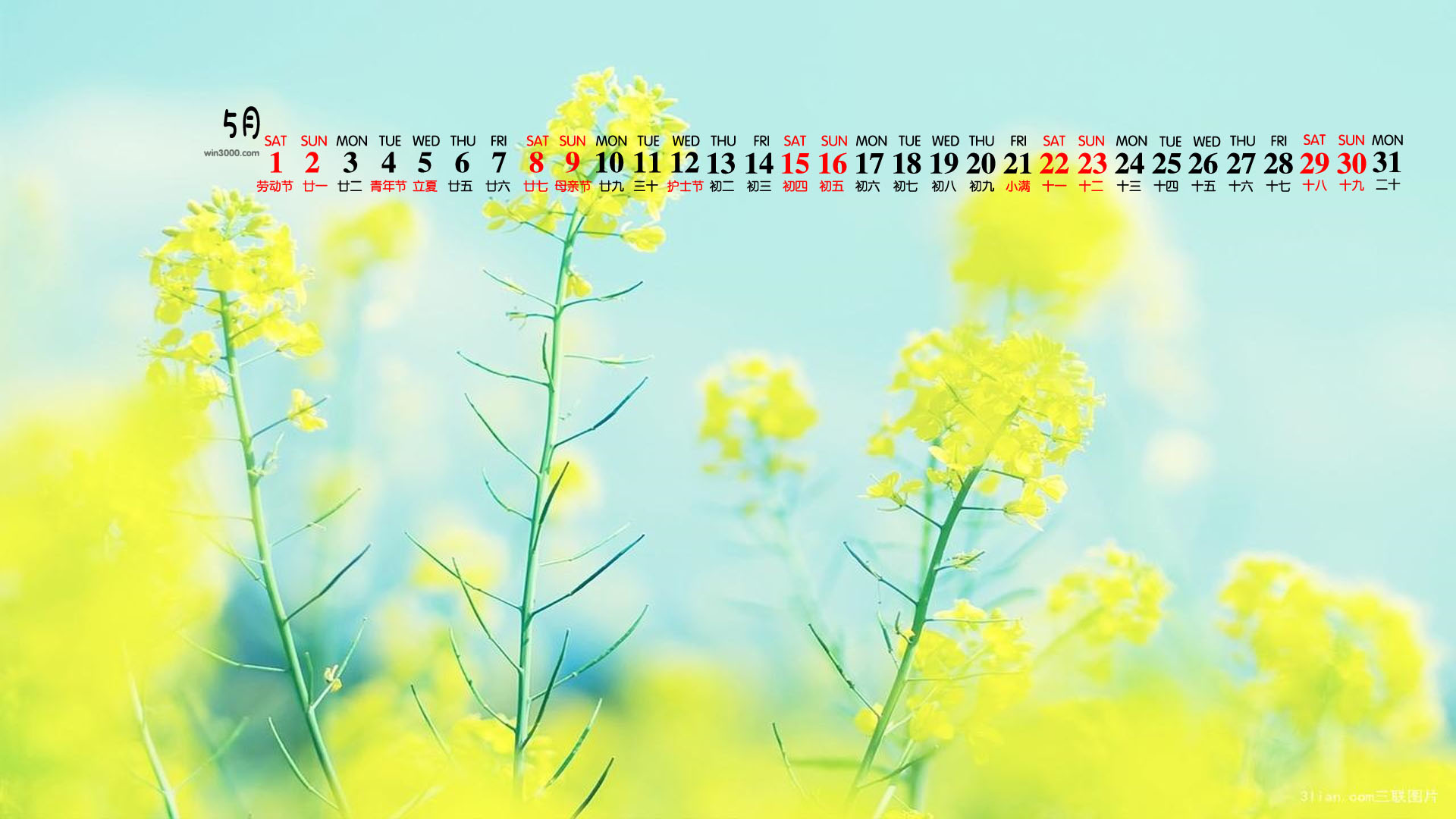 2021年5月小清新花卉植物桌面日历壁纸