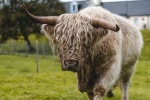 Long haired Scottish cow pictures