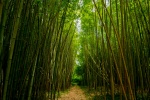 Quiet bamboo forest scenery picture desktop wallpaper