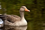 Gray Goose Picture Desktop Wallpaper