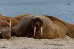 HD walrus pictures