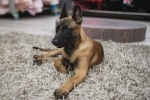 Belgian Malinois Dog Pictures