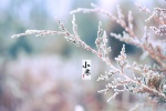 Snowflake scenery picture wallpaper of Xiaohan solar term