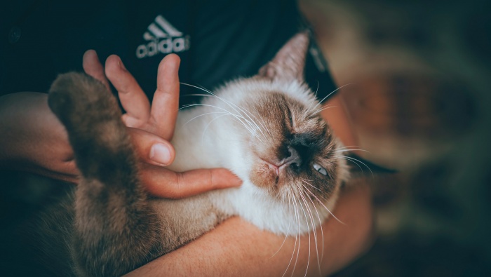 Cat and owner HD picture material wallpaper