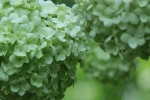 First blooming hydrangeas pictures and photography