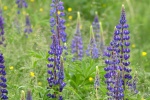 Purple lupine flower picture desktop wallpaper