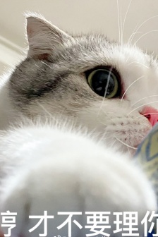 猫咪泡芙表情包 小泡芙表情包 ​​​​