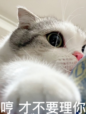 Cat Puff Expression Pack Little Puff Expression Pack ​​​​