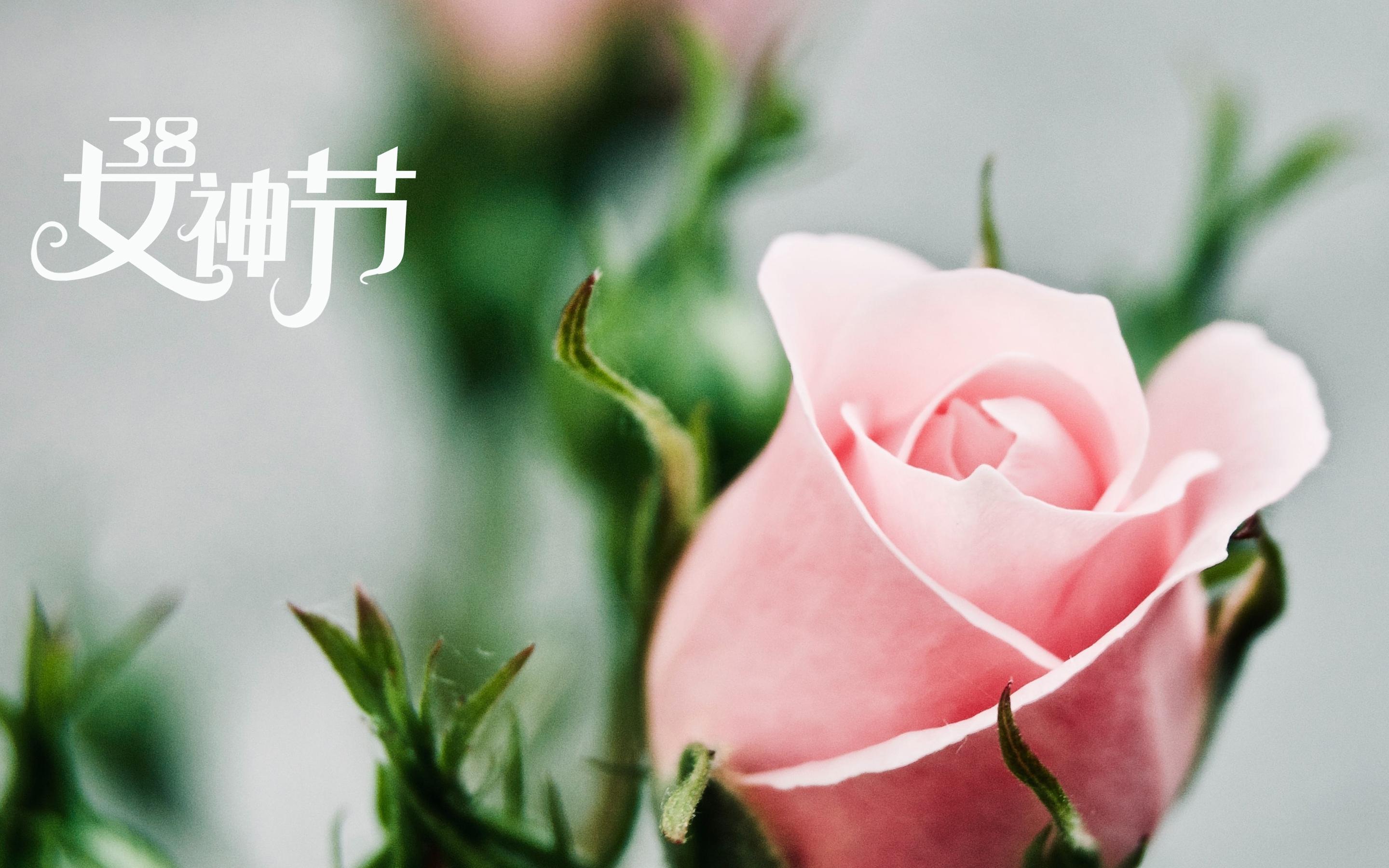 38女神节之玫瑰花图片桌面壁纸