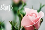 38女神节之玫瑰花图片桌面壁纸