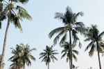 Coconut tree pictures desktop wallpaper