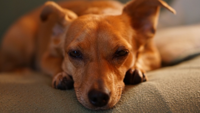 Lying puppy pictures photography wallpaper