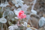 HD pictures of frost in the twenty-four solar terms