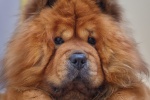 Chow Chow Pictures Chow Chow Pictures